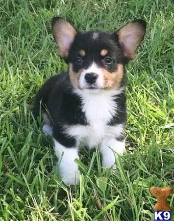 Pembroke Welsh Corgi puppy for sale